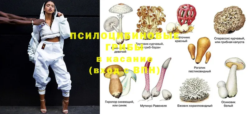 Галлюциногенные грибы Psilocybine cubensis  цена наркотик  MEGA онион  Губкин 